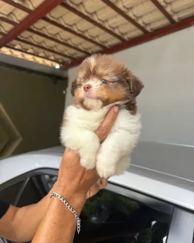 Filhote chocolate raça shih tzu machinho