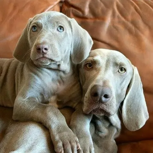 Weimaraner Machos e Femeas 