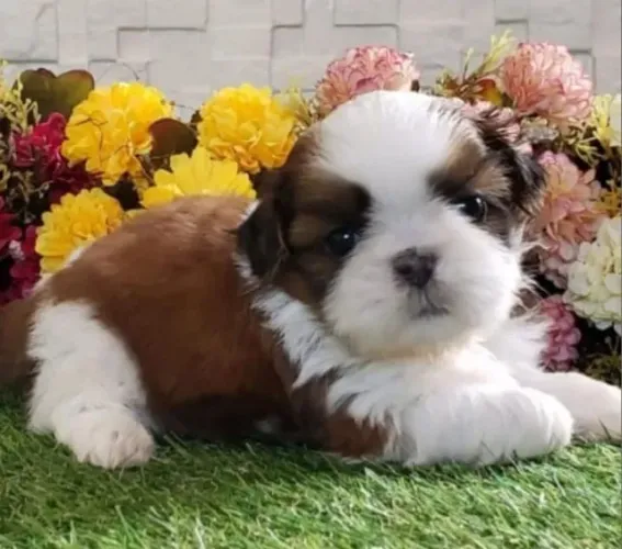 Shihtzu Mini Filhotes Brilhantes.