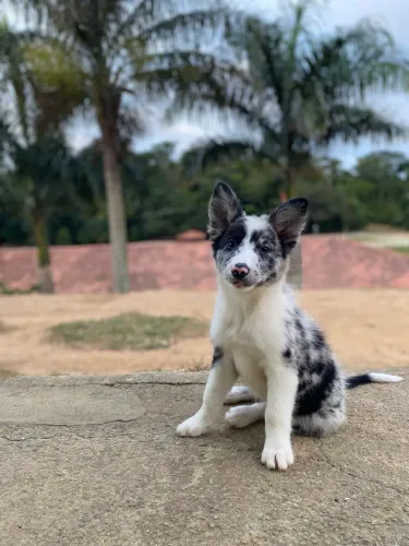     Border Collie Blue Merle Machos Disponíveis - Lindos Filhotes