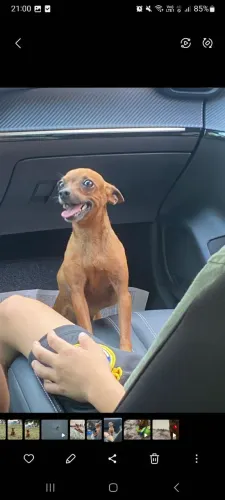 PROCURA-SE CADELA PINSCHER NÚMERO 1 OU 2 PARA CRUZAR COM MEU PINSHER ALADIM