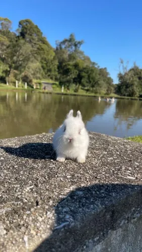 Mini coelhos