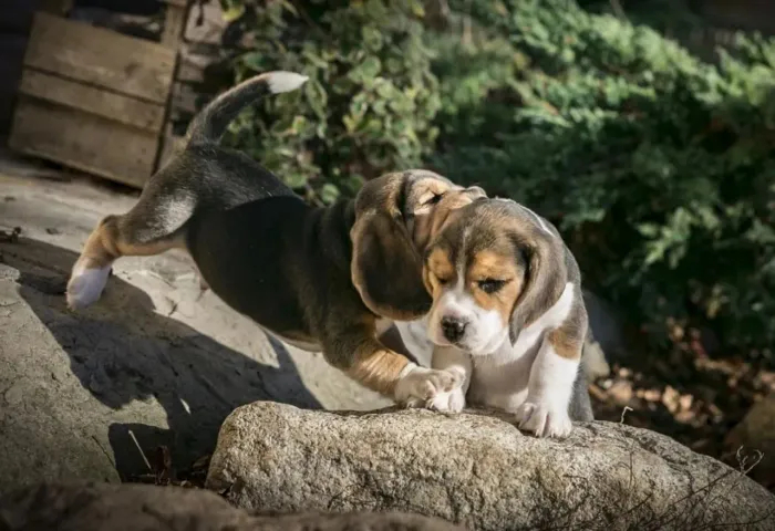 Beagle Esse filhotinho vai transformar sua casa em lar