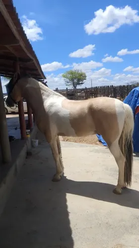 Cavalo Mangalarga a Venda