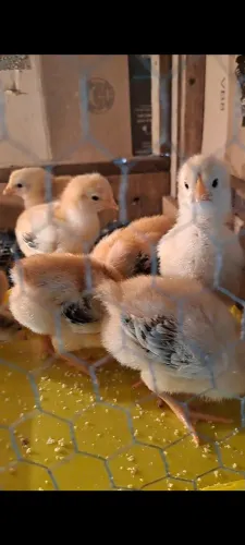 Vendo pintinhos GSB Balão gigante