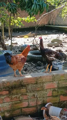 Frangos