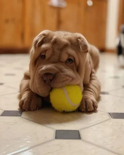 Sharpei Fofinhos