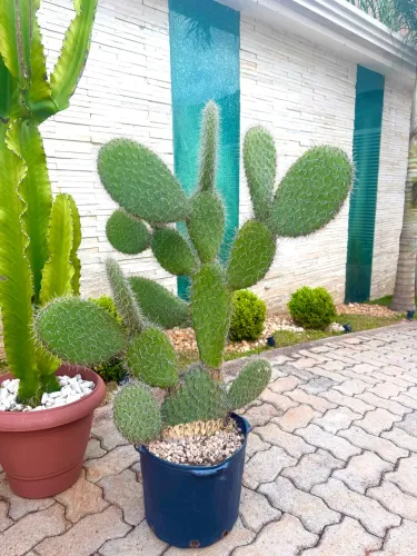 Cacto adulto orelha de Mickey- com 45cm de altura. 