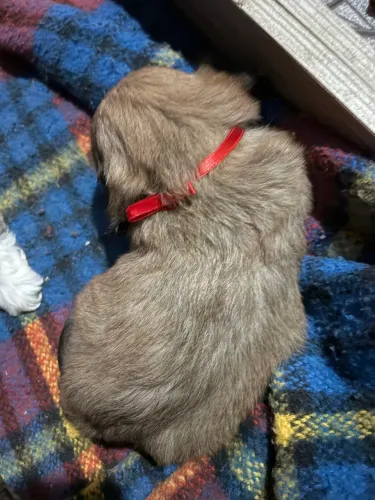 Venda de filhotes de lhasa apso