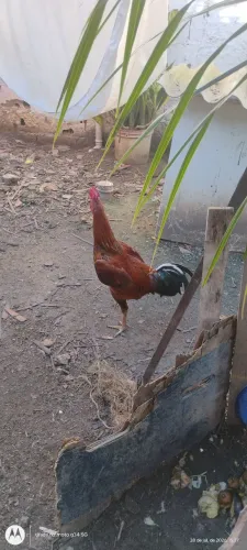 Um frango