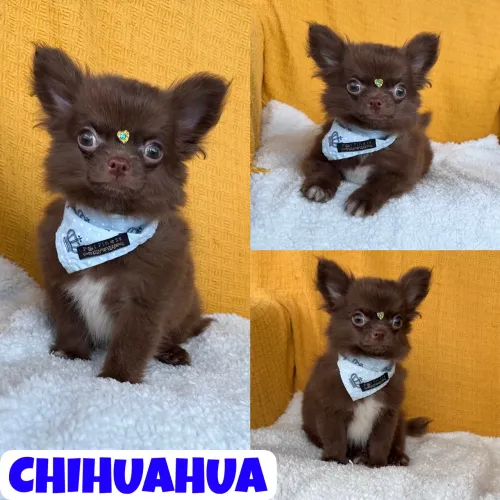 Lindo Machinho de Chihuahua Pêlo Longo Chocolate c/ Pedigre