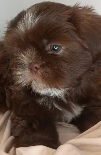 Shih Tzu fêmea chocolate