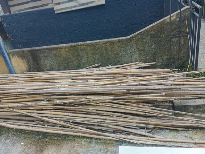 Doação de bambus