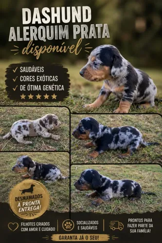 Vendo filhotes DASHUND ALERQUIM PRATA TRICOLOR