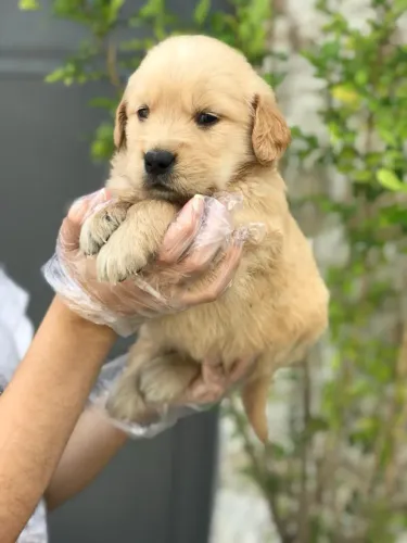 Golden Retriever Filhote com Contrato e Parcelamento Sem Juros no Cartão