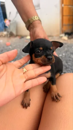 Cachorro pinsher