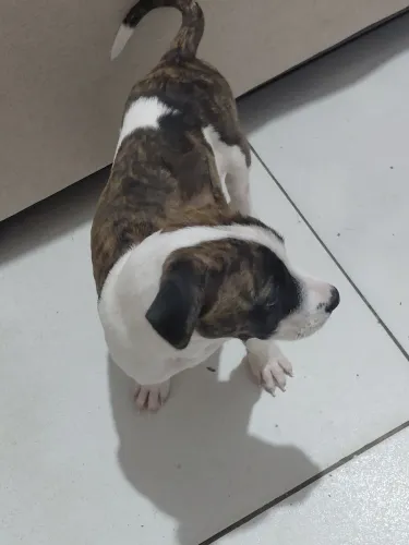 Doa-se filhote de cachorro fêmea