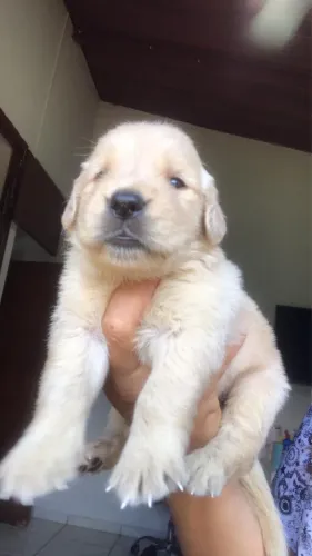 Golden Retriever Filhote - Qualidade e Muito Carinho