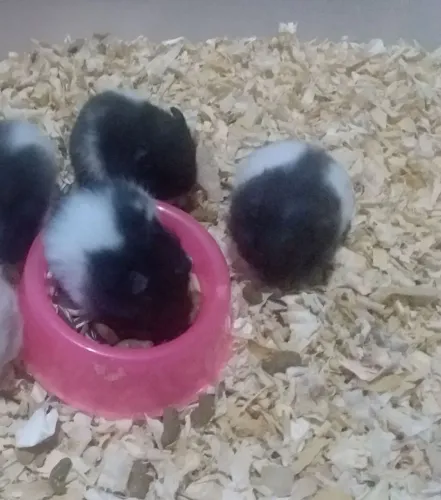 Vende-se filhote de hamster sírio
