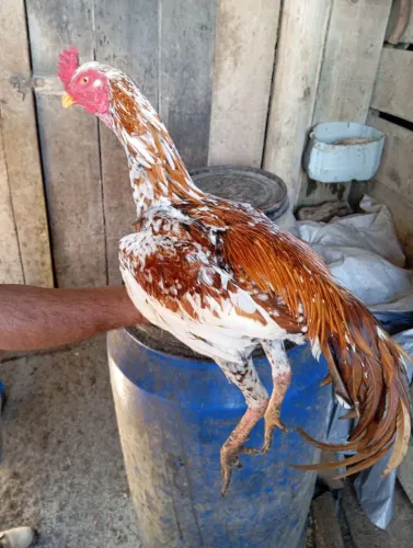 Frango índio pintado 