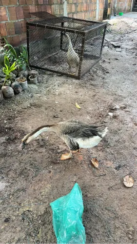 Vendo casal de ganso
