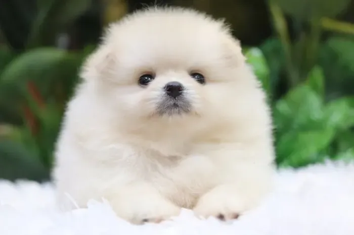 Spitz Alemão lindo