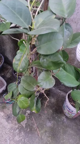 Vendo plantas