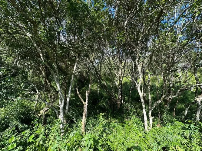 Terreno de 1.494m² no João Paulo