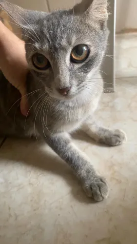 Gato para adoção responsável