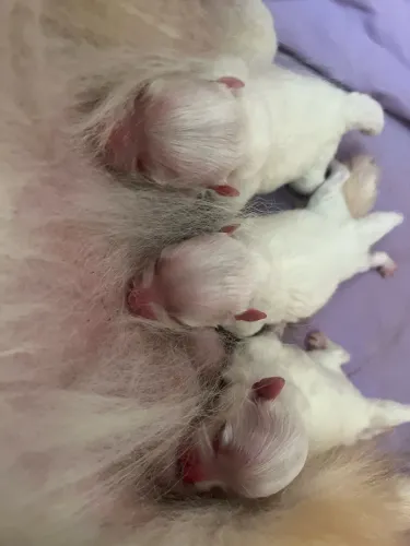 Filhote de Spitz alemão anão