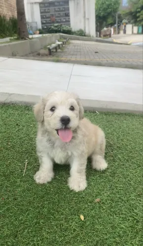 Oferta de feriadão maltês com poodle branco lindo machinho caminha premium de brinde