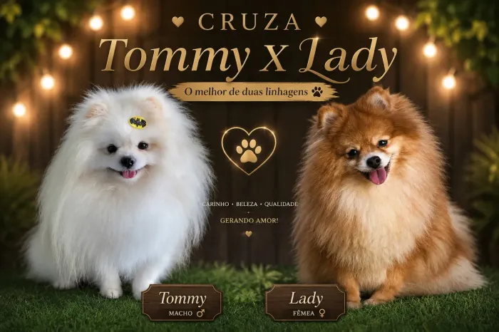 Fêmea Lulu da Pomerania 