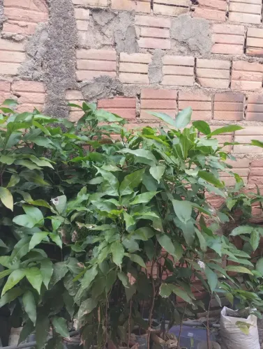 Muda de pitomba Verde boa e barata.