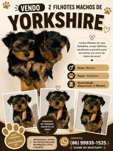 Filhotes de Yorkshire a venda!!