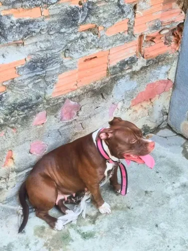 Pitmonster atrás de um namorado
