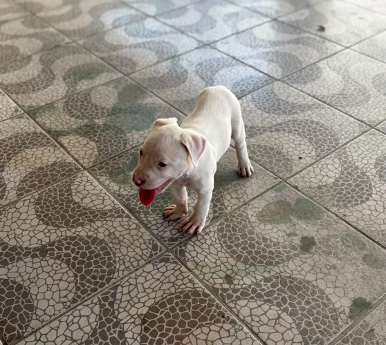 Vendo pitbull 
