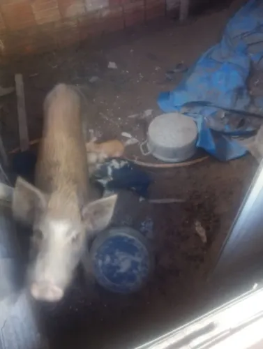 Vende-se essa porca com 5 filhotes 