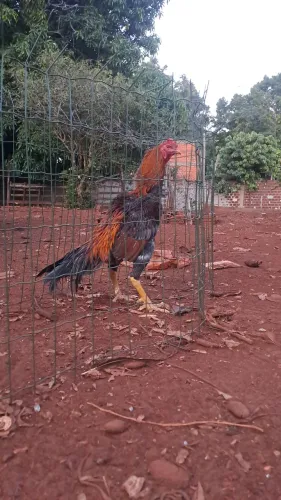 Galo e galinha indio