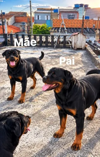 Rottweiler Fêmea