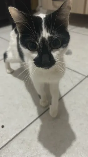Gatinhas para doação 
