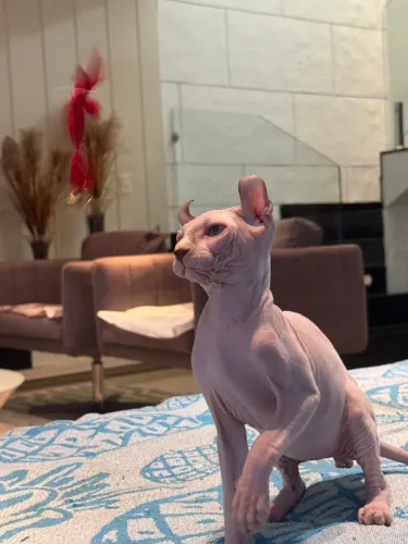 Lindo Sphynx (Elf)