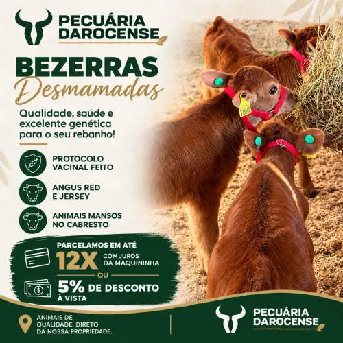 Bezerras a venda! Parcelamos em até 12X!