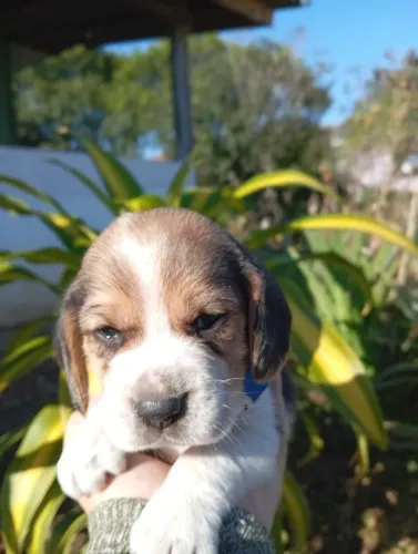 Beagle fiel companheiro macho e femea