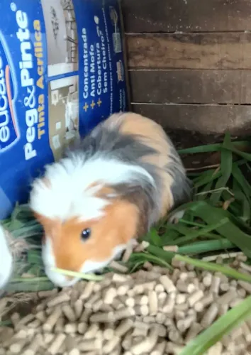 Porquinhos da índia macho