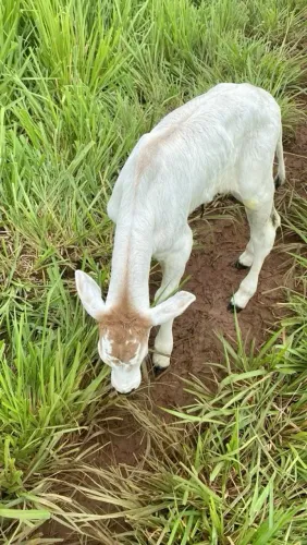 Estou doando um cabrito * podem me chamar pelo meu número ou ligar