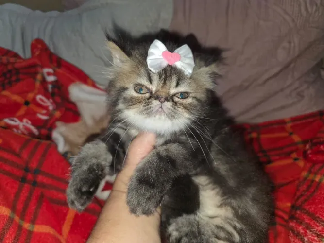 Gatinha Persa com 2 meses e 15 dias. 