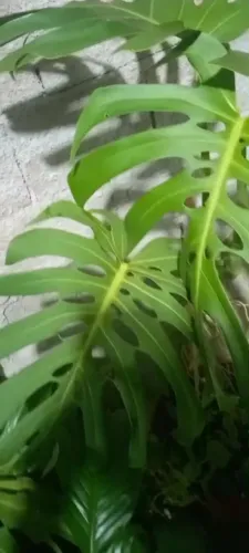 Planta Costela de Adão