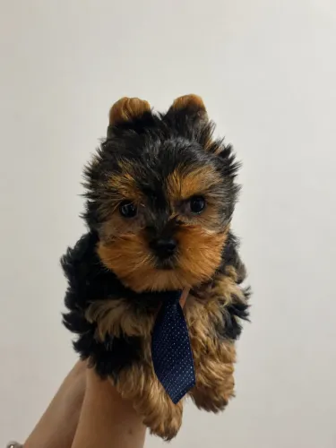 Yorkshire pequeno macho disponível 66 dias 