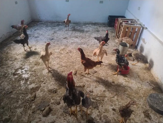 Galinhas caipira