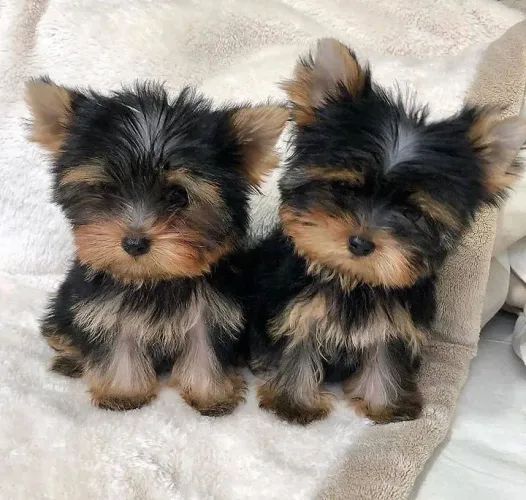Filhotes de Yorkshire  lindo cheios de vida e amor 